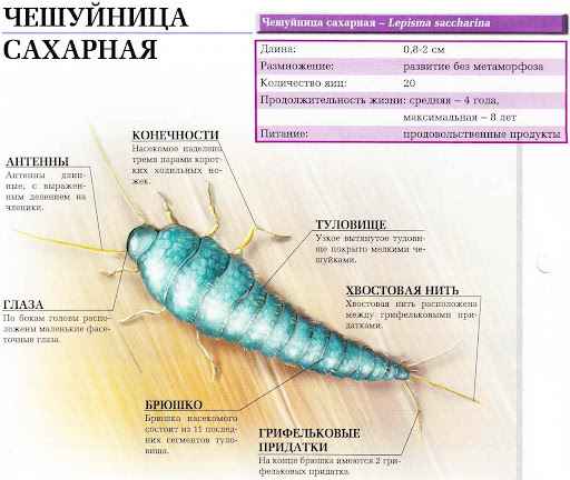 На фото описано строение чешуйницы